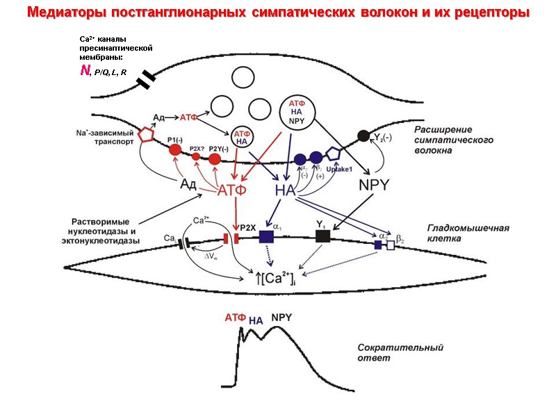 Медиаторы постганглионарных симпатических волокон и их рецепторы Ca2+ каналы пресинаптической мембраны: N, P/Q, Медиаторы постганглионарных симпатических волокон и их рецепторы Ca2+ каналы пресинаптической мембраны: N, P/Q,